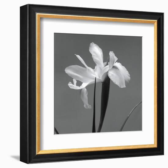 Iris III-Tom Artin-Framed Art Print