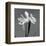 Iris III-Tom Artin-Framed Art Print