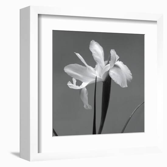 Iris III-Tom Artin-Framed Art Print