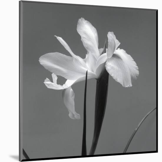 Iris III-Tom Artin-Mounted Art Print