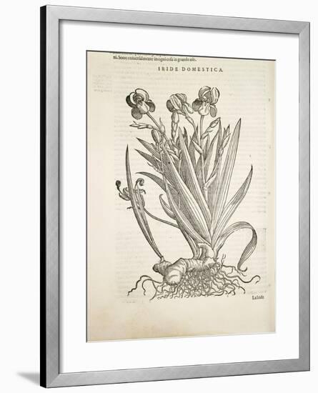 Iris (Iride Domestica), by Pier Andrea Mattioli, 1554-null-Framed Giclee Print