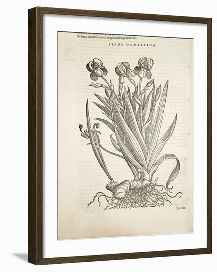 Iris (Iride Domestica), by Pier Andrea Mattioli, 1554-null-Framed Giclee Print