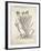 Iris (Iride Domestica), by Pier Andrea Mattioli, 1554-null-Framed Giclee Print