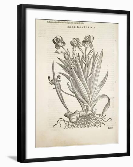 Iris (Iride Domestica), by Pier Andrea Mattioli, 1554-null-Framed Giclee Print