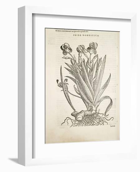 Iris (Iride Domestica), by Pier Andrea Mattioli, 1554-null-Framed Giclee Print