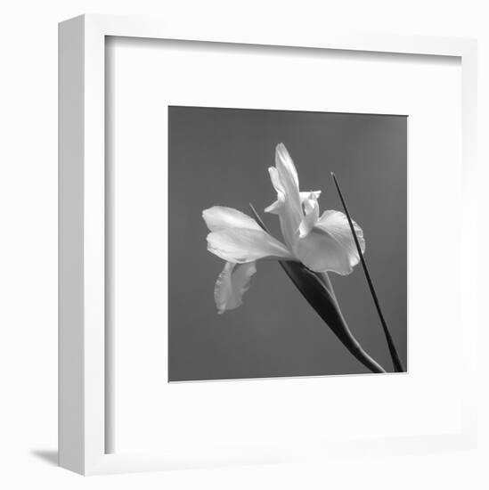 Iris IV-Tom Artin-Framed Art Print