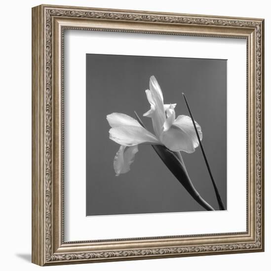 Iris IV-Tom Artin-Framed Art Print