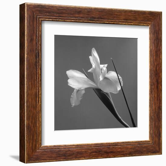 Iris IV-Tom Artin-Framed Art Print