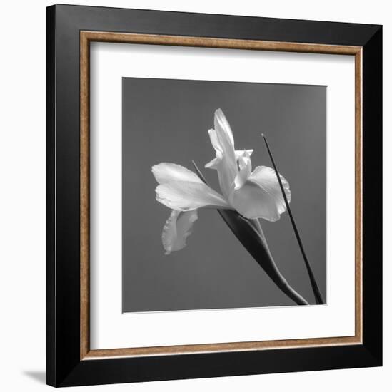 Iris IV-Tom Artin-Framed Art Print