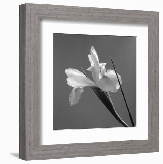 Iris IV-Tom Artin-Framed Art Print