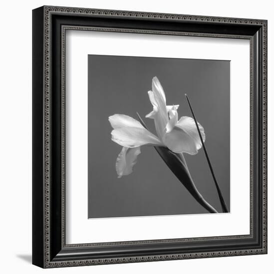 Iris IV-Tom Artin-Framed Art Print