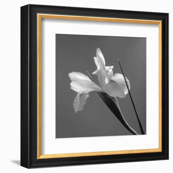 Iris IV-Tom Artin-Framed Art Print