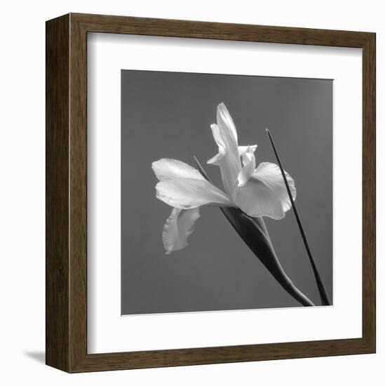 Iris IV-Tom Artin-Framed Art Print