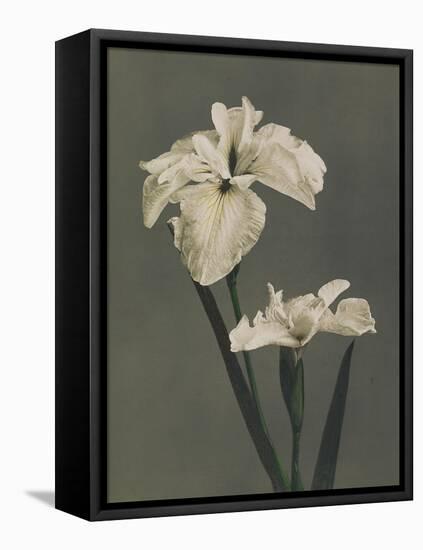 Iris Kaempferi, 1896-Kazumasa Ogawa-Framed Premier Image Canvas