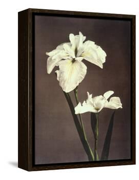 Iris Kaempferi, 19th Century-Ogawa Kazuma-Framed Premier Image Canvas