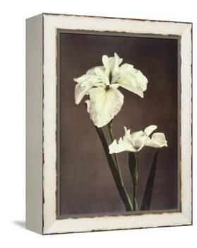 Iris Kaempferi, 19th Century-Ogawa Kazuma-Framed Premier Image Canvas