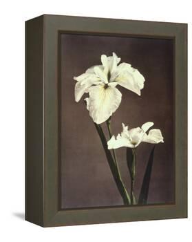 Iris Kaempferi, 19th Century-Ogawa Kazuma-Framed Premier Image Canvas