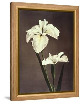 Iris Kaempferi, 19th Century-Ogawa Kazuma-Framed Premier Image Canvas