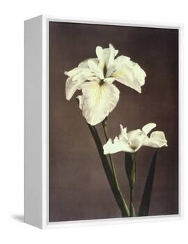 Iris Kaempferi, 19th Century-Ogawa Kazuma-Framed Premier Image Canvas
