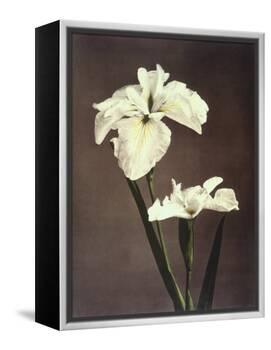 Iris Kaempferi, 19th Century-Ogawa Kazuma-Framed Premier Image Canvas