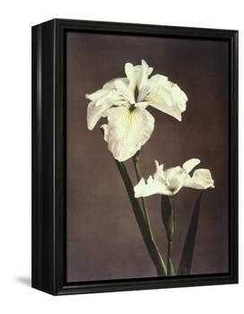 Iris Kaempferi, 19th Century-Ogawa Kazuma-Framed Premier Image Canvas