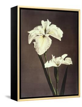 Iris Kaempferi, 19th Century-Ogawa Kazuma-Framed Premier Image Canvas
