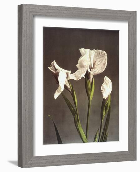 Iris Kaempferi, 19th Century-Ogawa Kazuma-Framed Giclee Print