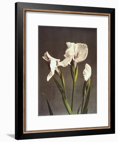 Iris Kaempferi, 19th Century-Ogawa Kazuma-Framed Giclee Print