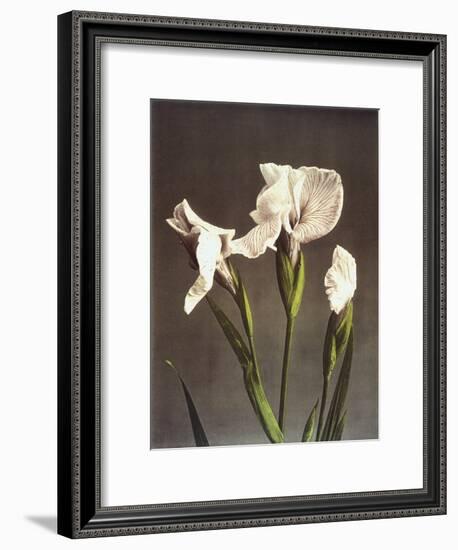 Iris Kaempferi, 19th Century-Ogawa Kazuma-Framed Giclee Print