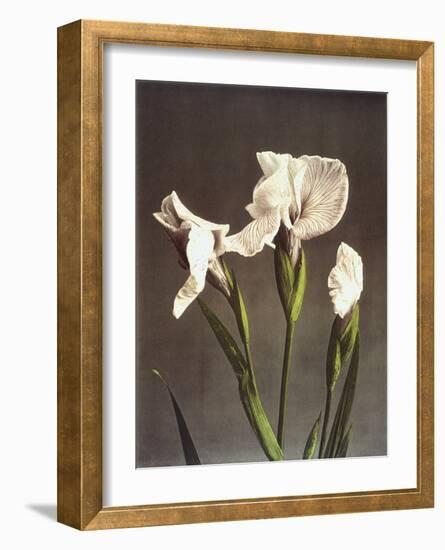 Iris Kaempferi, 19th Century-Ogawa Kazuma-Framed Giclee Print