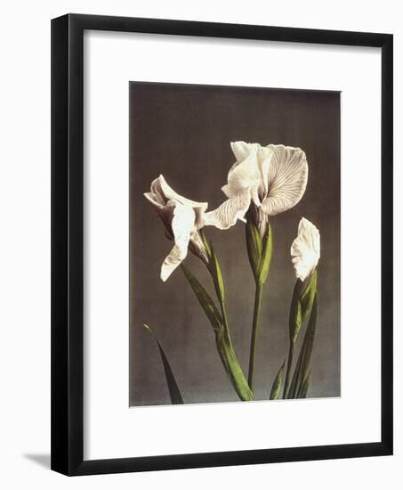 Iris Kaempferi, 19th Century-Ogawa Kazuma-Framed Giclee Print