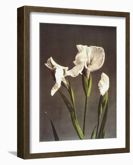 Iris Kaempferi, 19th Century-Ogawa Kazuma-Framed Giclee Print