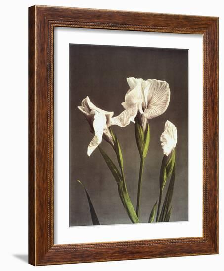 Iris Kaempferi, 19th Century-Ogawa Kazuma-Framed Giclee Print