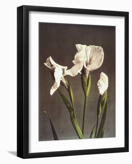 Iris Kaempferi, 19th Century-Ogawa Kazuma-Framed Giclee Print