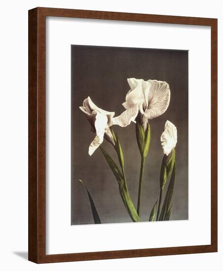 Iris Kaempferi, 19th Century-Ogawa Kazuma-Framed Giclee Print