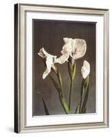 Iris Kaempferi, 19th Century-Ogawa Kazuma-Framed Giclee Print