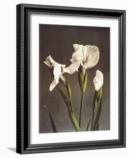 Iris Kaempferi, 19th Century-Ogawa Kazuma-Framed Giclee Print