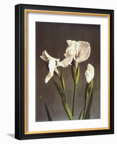 Iris Kaempferi, 19th Century-Ogawa Kazuma-Framed Giclee Print