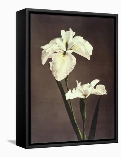 Iris Kaempferi, 19th Century-Ogawa Kazuma-Framed Premier Image Canvas