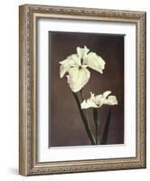 Iris Kaempferi, 19th Century-Ogawa Kazuma-Framed Giclee Print