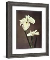 Iris Kaempferi, 19th Century-Ogawa Kazuma-Framed Giclee Print