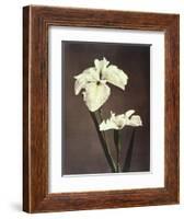 Iris Kaempferi, 19th Century-Ogawa Kazuma-Framed Giclee Print