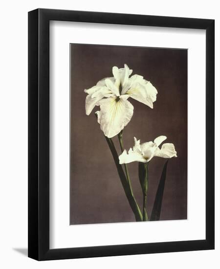 Iris Kaempferi, 19th Century-Ogawa Kazuma-Framed Giclee Print