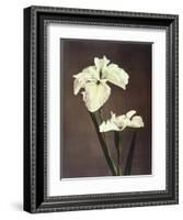Iris Kaempferi, 19th Century-Ogawa Kazuma-Framed Giclee Print