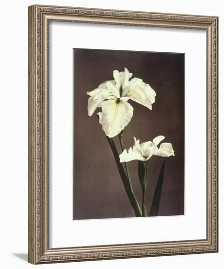 Iris Kaempferi, 19th Century-Ogawa Kazuma-Framed Giclee Print