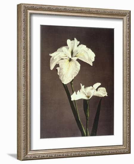 Iris Kaempferi, 19th Century-Ogawa Kazuma-Framed Giclee Print