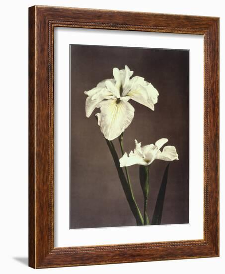 Iris Kaempferi, 19th Century-Ogawa Kazuma-Framed Giclee Print