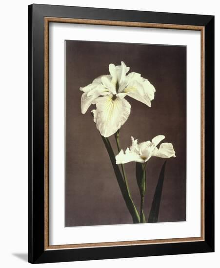 Iris Kaempferi, 19th Century-Ogawa Kazuma-Framed Giclee Print