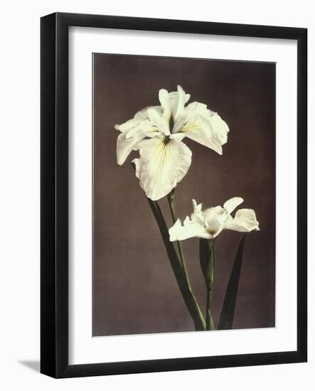 Iris Kaempferi, 19th Century-Ogawa Kazuma-Framed Giclee Print