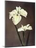 Iris Kaempferi, 19th Century-Ogawa Kazuma-Mounted Giclee Print